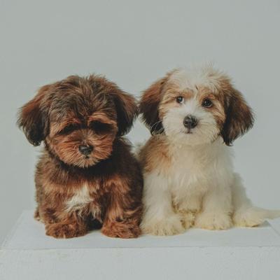 Two cute puppies