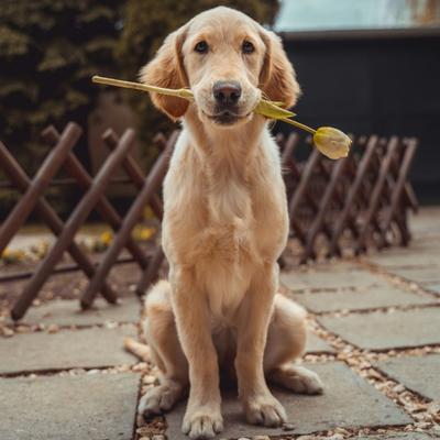 Golden Retriever