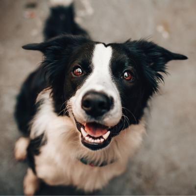 Border Collie