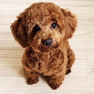 Cute poodle
