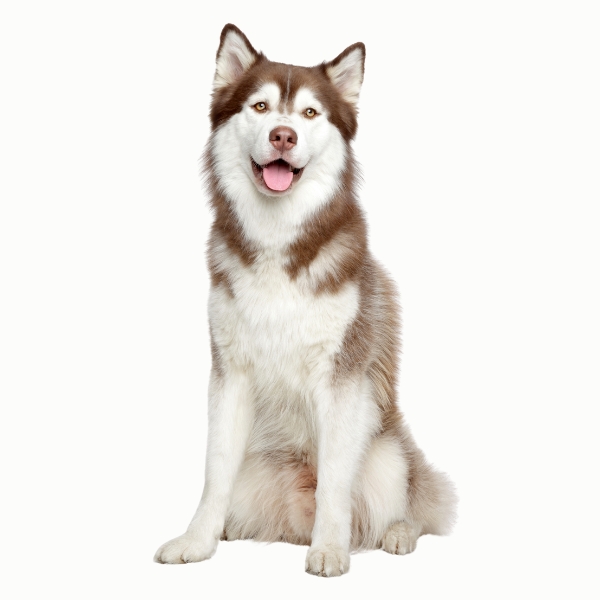 Happy Husky